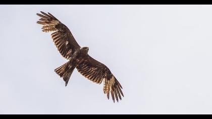 Black Kite