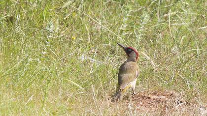 European Green Woodpecker