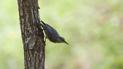 Eurasian Nuthatch