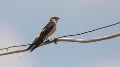 Red-rumped Swallow