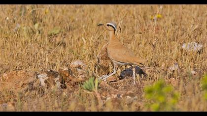 Cream-colored Courser