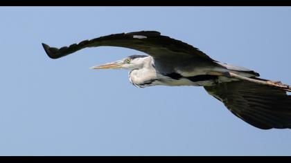 Grey Heron