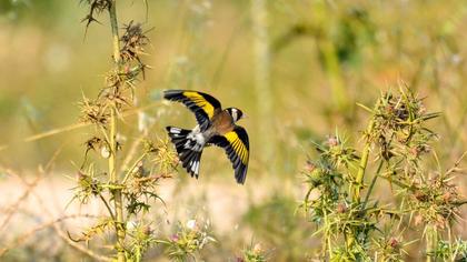 European Goldfinch