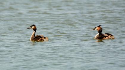 Great Crested Grebe