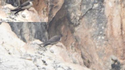 Eurasian Crag Martin
