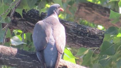 Common Wood Pigeon