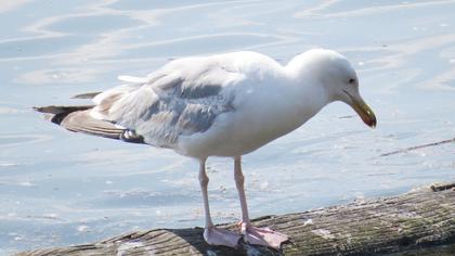 European Herring Gull