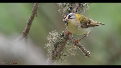 Common Firecrest