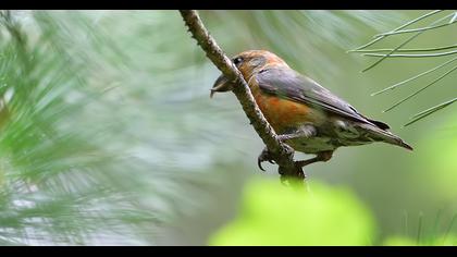 Red Crossbill