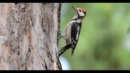 Great Spotted Woodpecker