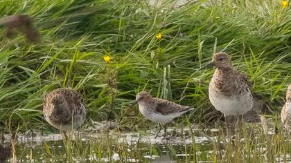 Little Stint
