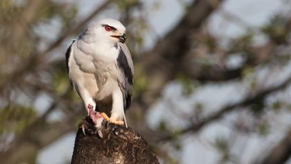 Black-winged Kite
