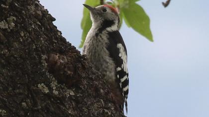 Middle Spotted Woodpecker