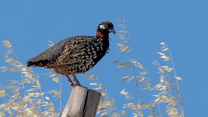 Black Francolin