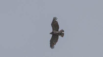 Short-toed Snake Eagle