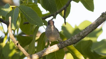 Eurasian Blackcap