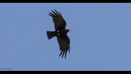 Red-billed Chough