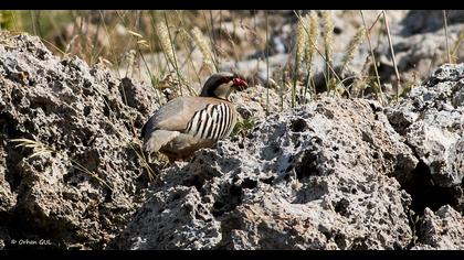 Chukar Partridge