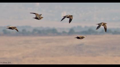 Black-bellied Sandgrouse