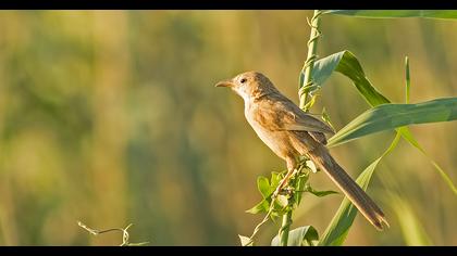 Iraq Babbler