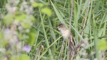Great Reed Warbler