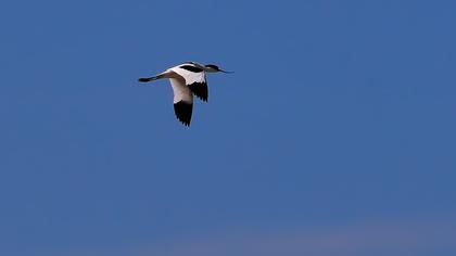 Pied Avocet