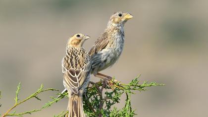 Corn Bunting