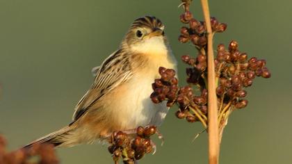 Zitting Cisticola