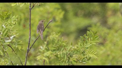 Mountain Chiffchaff