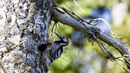 White-backed Woodpecker