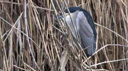 Black-crowned Night Heron