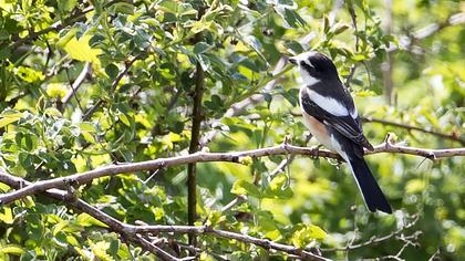 Masked Shrike