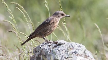 Blue Rock Thrush