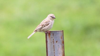 Pale Rockfinch