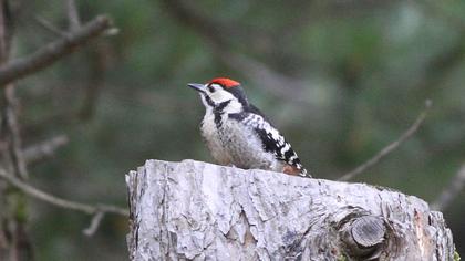 Syrian Woodpecker