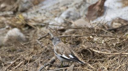 White-winged Snowfinch