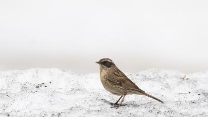 Sürmeli dağbülbülü