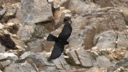 Alpine Chough