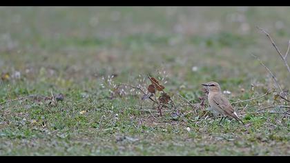 Isabelline Wheatear