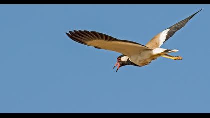 Red-wattled Lapwing
