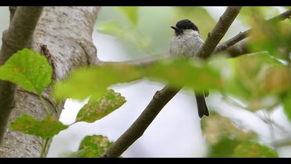 Marsh Tit