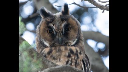 Long-eared Owl