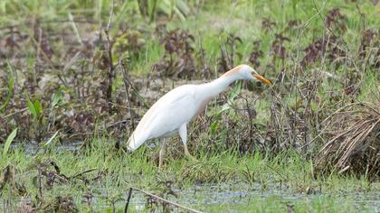 Western Cattle Egret
