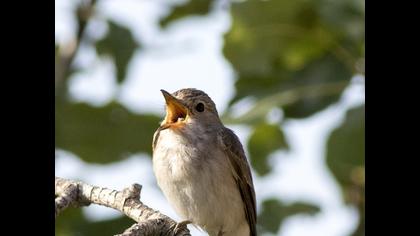 Spotted Flycatcher