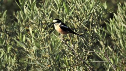 Masked Shrike