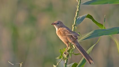 Iraq Babbler