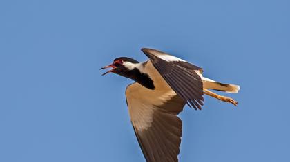 Red-wattled Lapwing