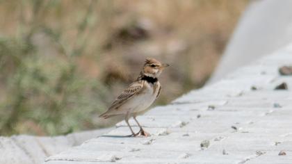 Bimaculated Lark