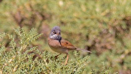 Spectacled Warbler