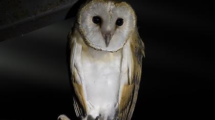 Western Barn Owl
